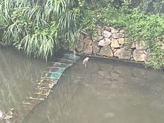 -锦泓老字号猪脏粉(东联大厦店)