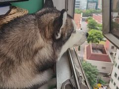 -Husky Go! 哈士奇体验馆·宠物咖啡厅狗咖