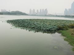 -月湖风景区