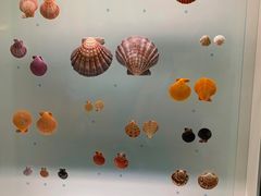 -青岛贝壳博物馆