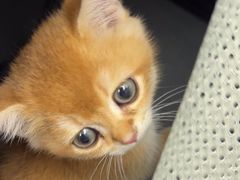 -瑞派康怡24h宠物医院·犬猫医疗中心·微创绝育(瑞景分院)