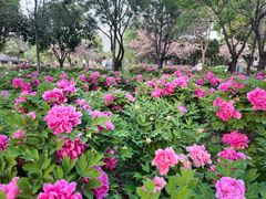 -洛阳市隋唐城遗址植物园