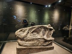 -自贡恐龙博物馆