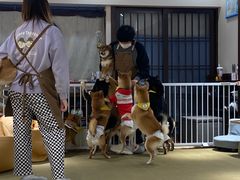 -逗柴咖啡屋·狗咖猫咖宠物桌游