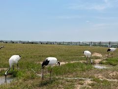 -盐城丹顶鹤湿地生态旅游区