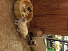 猫色咖啡-猫色咖啡·猫咖