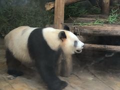 -深圳野生动物园