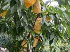 -老袁家蜜桃农场·阳山水蜜桃