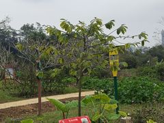 -广西壮族自治区药用植物园