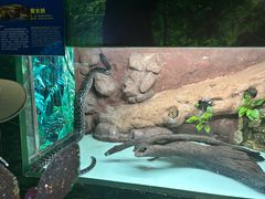 -广州长隆飞鸟乐园