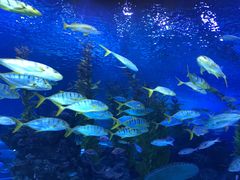 -芜湖新华联大白鲸海洋公园