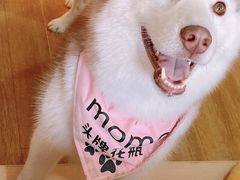 -Husky Go! 哈士奇体验馆·宠物咖啡厅狗咖