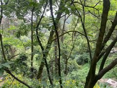 -南山植物园