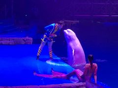 -芜湖新华联大白鲸海洋公园