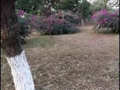 -松山湖梦幻百花洲