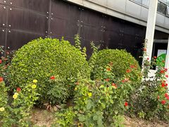 -首都医科大学附属北京地坛医院
