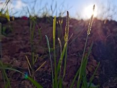 -南国桃园旅游度假区