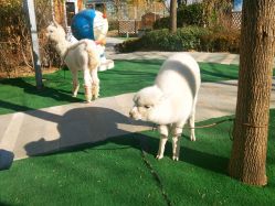 -萌宠亲子动物乐园(槐房万达店)