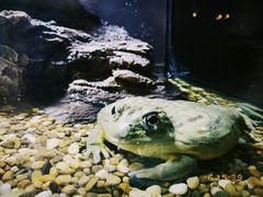 -暹罗海洋世界