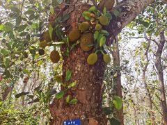 -中国科学院西双版纳热带植物园