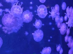 -合肥海洋世界