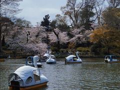 -井之头恩赐公园