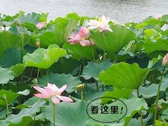 -荷塘月色湿地公园·向阳花洲
