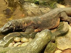 android_upload_pic-印尼缩影公园