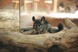 -酷嗒动物文化乐园(cutezoo西溪乐天城店)