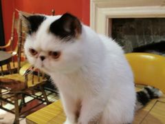 -猫色咖啡·猫咖