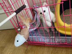 -欣宠猫屋·矮脚拿破仑·蓝金金渐层