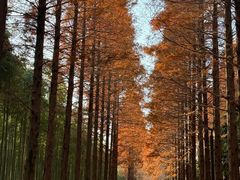 -黄海国家森林公园