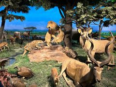 -国家自然博物馆