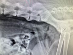 -小叮当动物医院·骨科·眼科