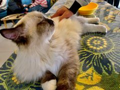 -平行世界·猫咖(首经贸店)