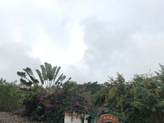 -瑞丽独树成林风景区