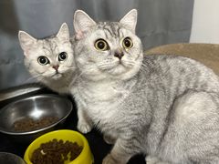 -奈雪的茶(松江万达店)