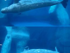 -海合安武汉极地海洋公园