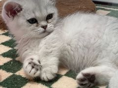 -babydoll猫舍·米努特·德文·缅因(久光中心店)