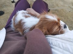 -天宠宠物医院24小时·急重症诊疗中心·全科·腔镜特色(和平分院)