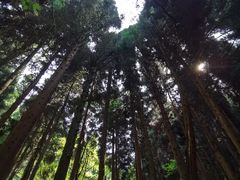 -武陵山森林公园