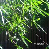 魔都罕见的天然氧吧