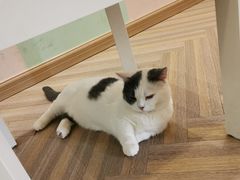 -酷豆宠物咖啡·宠物美食·撸猫馆