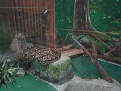 -上海大自然野生昆虫馆(东方明珠·爬宠昆虫探索中心)