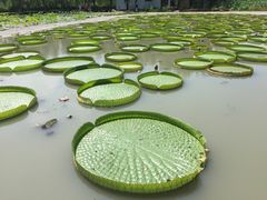 -白洋淀景区
