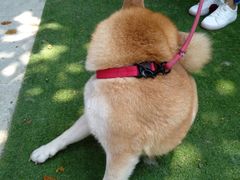 -柴犬高等学院·狗咖·柴犬售卖·宠物训练