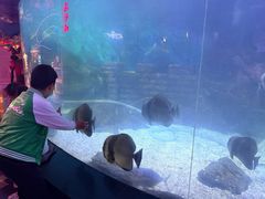 -烟台海昌鲸鲨海洋公园
