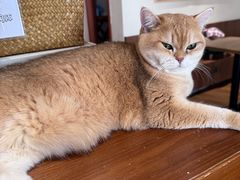 -有猫主题·治愈系猫咖(曾厝垵店)