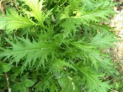 -武汉世外桃源农庄