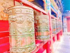 -塔尔寺菩提树